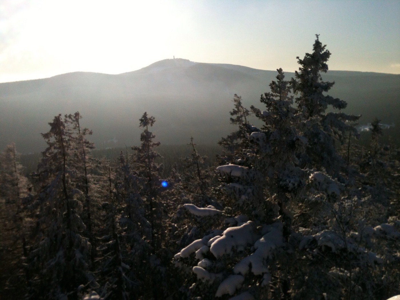 Conifer forest on the Wurmberg, the highest mountain of Lower Saxony